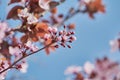 Pretty almond tree with pink flowers in the month of February Royalty Free Stock Photo