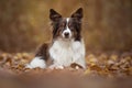 Pretty American shepherd dog lying down in a autumn forest, beween autumn leafs