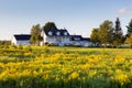 Pretty ancestral neoclassical patrimonial country house surrounded by barns seen across a field of Canadian Goldenrod Royalty Free Stock Photo