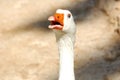 Pretty angry goose in the zoo Royalty Free Stock Photo