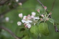 Pretty apple branch with pink and white buds