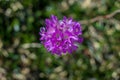 Pretty armeria alpina in the mountains, macro