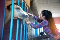 Pretty Asian woman petting horse in a farm. Royalty Free Stock Photo