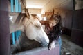 Pretty Asian woman petting horse in a farm. Royalty Free Stock Photo