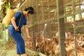 A pretty Asian woman poses carrying a bamboo basket feeding chickens from bio organic food in the farm chicken coop. Royalty Free Stock Photo