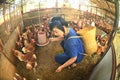 A pretty Asian woman poses carrying a bamboo basket feeding chickens from bio organic food in the farm chicken coop. Royalty Free Stock Photo