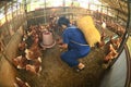 A pretty Asian woman poses carrying a bamboo basket feeding chickens from bio organic food in the farm chicken coop. Royalty Free Stock Photo