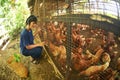 A pretty Asian woman poses carrying a bamboo basket feeding chickens from bio organic food in the farm chicken coop. Royalty Free Stock Photo