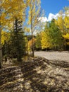 Pretty aspen trees in mtns Royalty Free Stock Photo