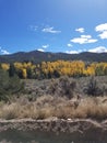 Pretty aspen trees in mtns Royalty Free Stock Photo