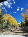 Pretty aspen trees in mtns Royalty Free Stock Photo