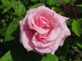 Pretty & Attractive light Pink Rose Flowers Blossom In Vancouver Spring 2019