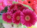 Pretty Attractive Pink Gerbera Daisy Flowers Bouquet Royalty Free Stock Photo