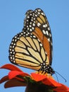 Pretty August Monarch Butterfly Royalty Free Stock Photo