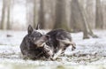 pretty australian cattle dog puppy in walking snow nature background dog trick