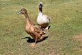 Pretty australian crested duck with brown duck