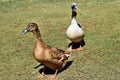 Pretty australian crested duck with brown duck