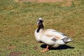 Pretty australian crested duck