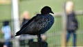 Pretty australian duck