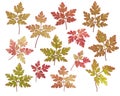 Pretty autumn fall leaf backround