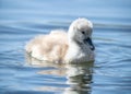 Pretty baby swan