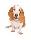 Pretty Basset Hound Dog Looking Forward