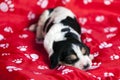 Pretty Basset hound puppy