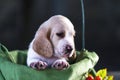 Pretty Basset hound puppy