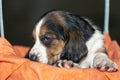 Pretty Basset hound puppy