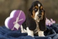 Pretty Basset hound puppy