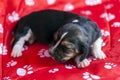 Pretty Basset hound puppy sleeps