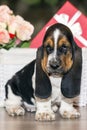 Pretty Basset hound puppy