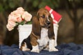 Pretty Basset hound puppy