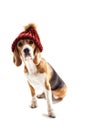 Pretty beagle dog has humorous headwear