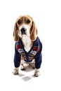 Pretty beagle dog in warm sweater