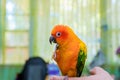 Pretty Sun Conure Parrot on a hand