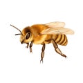 Pretty bee isolated on the white Royalty Free Stock Photo