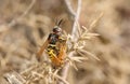 A Bee Wolf Wasp, Philanthus triangulum, with its prey that it has just caught a worker honey bee, Apis mellifera, perched on a Gor Royalty Free Stock Photo