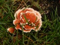 Orange and white fungus at the grass Royalty Free Stock Photo