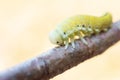 Cimbex femoratus birch Sawfly caterpillars Royalty Free Stock Photo