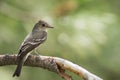 Pretty bird on a branch with beautiful green background Royalty Free Stock Photo