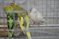 Pretty birds in man made cage Royalty Free Stock Photo