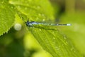 A pretty black and blue dragon-fly sitting on a leaf Royalty Free Stock Photo