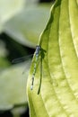 A pretty black and blue dragon-fly sitting on a leaf Royalty Free Stock Photo
