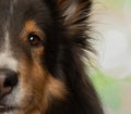 black brown and white shetland sheepdog puppy dog eye portrait Royalty Free Stock Photo