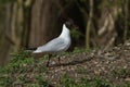 A pretty Black-headed Gull, Chroicocephalus ridibundus, collecting nesting material in its beak on the bank of a lake in the UK.