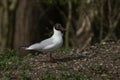 A pretty Black-headed Gull, Chroicocephalus ridibundus, collecting nesting material in its beak on the bank of a lake in the UK.