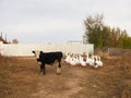 A pretty, black, little bull is standing next to a group of Gus. Black and white. Bull surrounded by ducks and geese. Agriculture