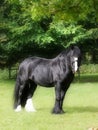 Pretty Black Pony