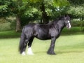 Pretty Black Pony